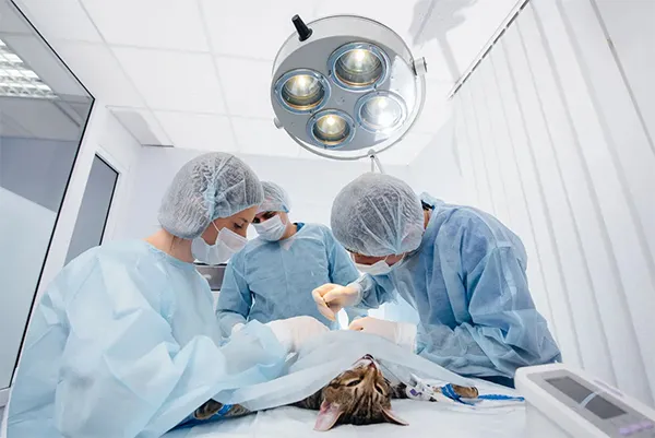 
منتجات خياطة الجروح لجراحة الأعصاب

 Veterinary Surgery